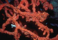  Negombata corticata (Toxic Red Sponge)